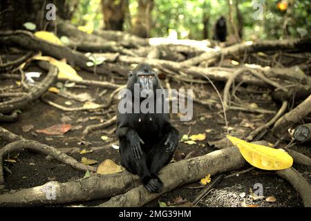 Ritratto di un macaco sulawesi con cresta nera (Macaca nigra), come si trova su una radice di un albero nella foresta pluviale di Tangkoko Riserva Naturale, Nord Sulawesi, Indonesia. L'impatto del cambiamento climatico sulle specie endemiche può essere visto sul cambiamento del comportamento e della disponibilità alimentare, che influenzano il loro tasso di sopravvivenza. 'Come gli esseri umani, i primati si surriscaldano e si disidratano con attività fisica continuata in condizioni climatiche estremamente calde,' secondo uno scienziato, Brogan M. Stewart, nel suo rapporto pubblicato nel 2021 sulla conversazione. ' in un futuro più caldo, dovrebbero adattarsi, riposare e rimanere.. Foto Stock