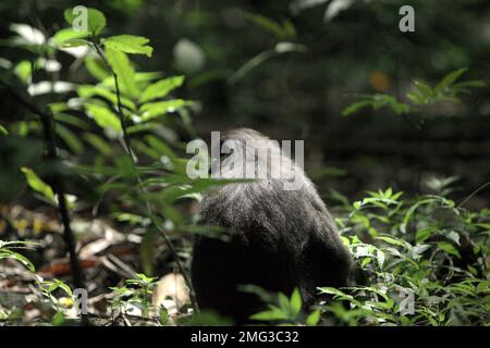 Ritratto di un macaco sulawesi con cresta nera (Macaca nigra) che riposa sul pavimento della foresta pluviale di pianura nella Riserva Naturale di Tangkoko, Nord Sulawesi, Indonesia. L'impatto del cambiamento climatico sulle specie endemiche può essere visto sul cambiamento del comportamento e della disponibilità alimentare, che influenzano il loro tasso di sopravvivenza. "Come gli esseri umani, i primati si surriscaldano e si disidratano con attività fisica continuata in condizioni climatiche estremamente calde", secondo uno scienziato, Brogan M. Stewart, nel suo rapporto pubblicato nel 2021 sulla conversazione. 'In un futuro più caldo, avrebbero dovuto adattarsi, riposare e rimanere nel... Foto Stock