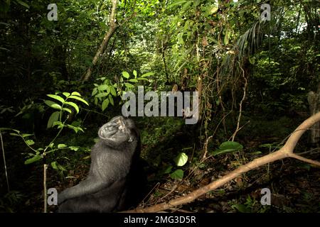 Un macaco soldato (Macaca nigra) guarda come sta riposando su un ramo di un albero nella foresta pluviale di Tangkoko Riserva Naturale, Nord Sulawesi, Indonesia. L'impatto del cambiamento climatico sulle specie endemiche può essere visto sul cambiamento del comportamento e della disponibilità alimentare, che influenzano il loro tasso di sopravvivenza. 'Come gli esseri umani, i primati si surriscaldano e si disidratano con attività fisica continuata in tempo estremamente caldo,' secondo uno scienziato, Brogan M. Stewart, nel suo rapporto pubblicato nel 2021 sulla conversazione.  'in un futuro più caldo, avrebbero dovuto regolare, riposarsi e rimanere... Foto Stock