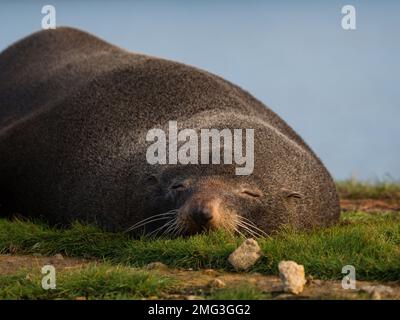 Primo piano ritratto di un pigro pelo di pelo snoozing foca riposante dormire sulla costa verde erba di Aramoana Dunedin Otago South Island Nuova Zelanda Foto Stock