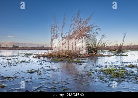 canary Grass, (Phalaris arundinacea), in uno stagno congelato con un cielo blu a Ury Riverside Park, Inverurie, Aberdeenshire, Scozia, Regno Unito Foto Stock