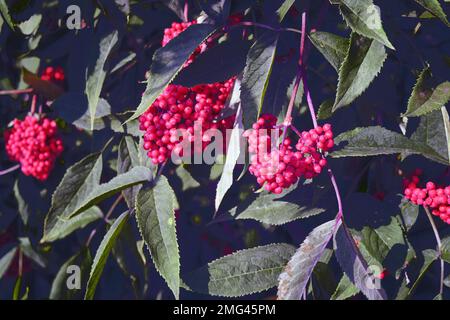 Sambucus racemosa, una specie di sambuco conosciuta con i nomi comuni di sambuco rosso e rosso-bacca. Foto Stock