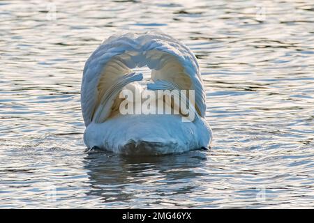 Mute Swans, (Cygnus olor), presso Haddo Country Park, Aberdeenshire, Scozia, Regno Unito Foto Stock