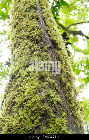 Percorso indossato sul muschio dell'albero dalle formiche voltafiose (cefalotes atta) al Parco dei ponti sospesi di Mistico Arenal, provincia di Alajuela, Costa Rica. Foto Stock