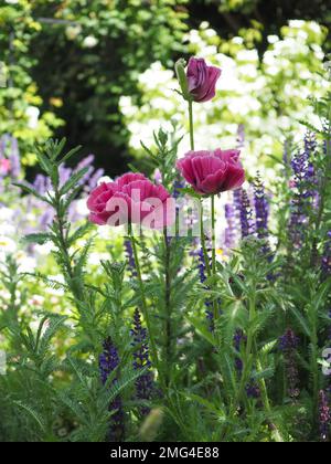 Foto a livello degli occhi di tre papaveri di Papaver orientale 'Pampy's Plum' in un giardino inglese al confine in un giorno di sole estate Foto Stock