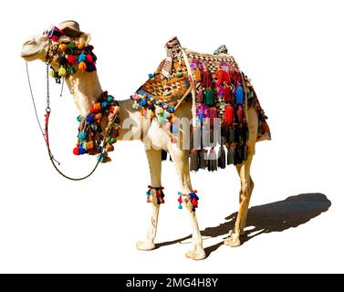 Il cammello decorato è isolato su uno sfondo bianco. Sulla museruola c'è un cappello e occhiali da sole. Sulla gobba si trova un tappeto variegato multicolore. Foto Stock