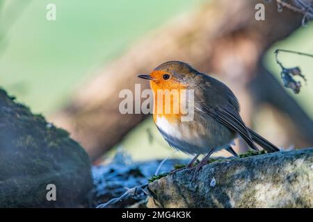 Robin, (Erithacus rubecula), Insch, Aberdeenshire, Scozia, REGNO UNITO Foto Stock