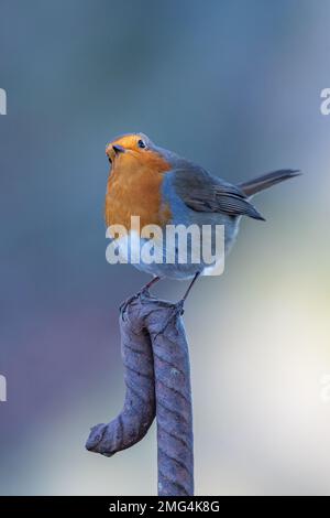 Robin, (Erithacus rubecula), Insch, Aberdeenshire, Scozia, REGNO UNITO Foto Stock