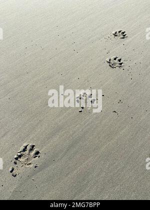 stampe di cani sulla spiaggia di sabbia Foto Stock
