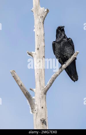 Raven arroccato in un albero morto Foto Stock