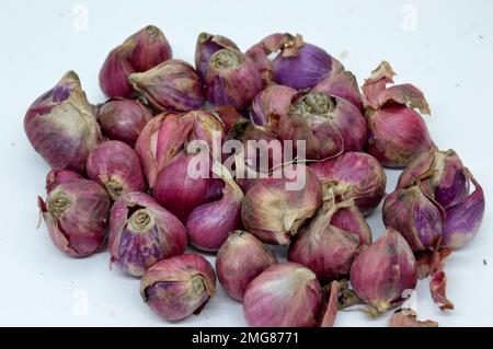 Bawang Merah o Shallot i suoi parenti stretti includono la cipolla, Leek, Chive, la cipolla gallese e la cipolla cinese. Con messa a fuoco selezionata Foto Stock