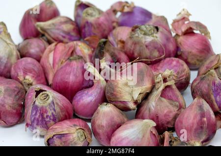 Bawang Merah o Shallot i suoi parenti stretti includono la cipolla, Leek, Chive, la cipolla gallese e la cipolla cinese. Con messa a fuoco selezionata Foto Stock