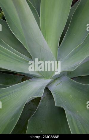 Primo piano del centro della pianta dell'agave attenuata, comunemente conosciuta come la coda di volpe o l'agave della coda del leone. Foto Stock