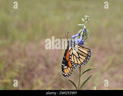 Farfalla monarca con una specie minacciata in Illinois, salvia blu selvatica, a Morton Grove, Illinois Foto Stock