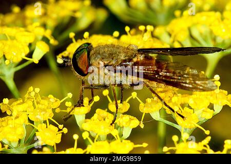 Mosca del cavallo (Tabanidae sp.) su fiore di finnl Foto Stock