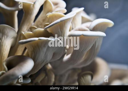 Funghi di ostrica che sono coltivati per alimento vicino con il blu sullo sfondo. Foto Stock