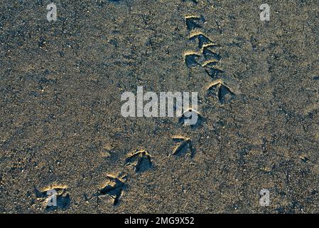 Shorebird stampa sulla spiaggia di sabbia vicino all'oceano nel sud-est dell'Alaska. Foto Stock