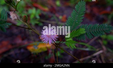 Mimosa Pudica Fiore bagnato con gocce d'acqua, nel cortile della casa Foto Stock