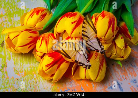 Farfalla bianca su tulipani gialli rossi Foto Stock