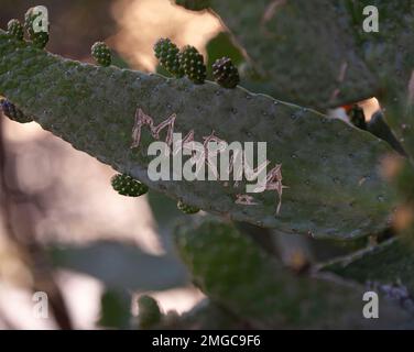 Verde Blu-verde fioritura Prickly Pear Cactus Marina II Graffiti Foto Stock