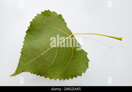 autunno betulla giallo foglie isolate su sfondo bianco. Foto Stock