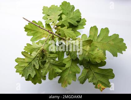 Ramo di quercia con giovani foglie verdi isolato su sfondo bianco senza ombra. Foto Stock