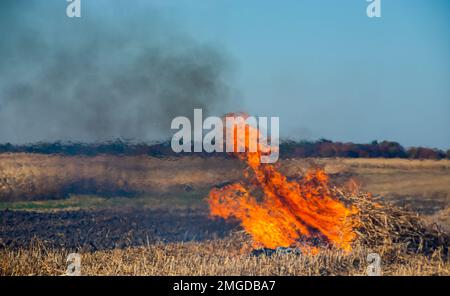 incenerimento dei rifiuti agricoli - smog e inquinamento. Emissioni nocive derivanti dalla combustione di fieno e paglia nei campi agricoli. Foto Stock