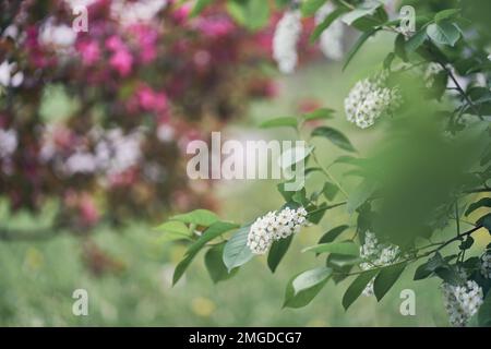 Fuoco selettivo su un ramo fiorito di un ciliegio bianco contro un albero rosa della mela. Immagine ravvicinata della fioritura primaverile, fiori bianchi con spazio da copiare. Foto di alta qualità Foto Stock