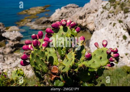 Cactus con fiori sopra la piscina di Venere, piscina di Venere, una bellissima piscina circondata da rocce, situata a Capo Milazzo. Foto Stock