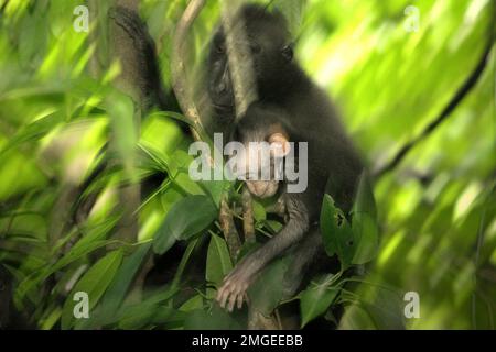 Un curioso bambino di macaco soldato nero (Macaca nigra) si sta allontanando dalla madre durante il periodo dello svezzamento nel loro habitat naturale, nella foresta pluviale di Tangkoko nella riserva naturale di Sulawesi settentrionale, Indonesia. Il periodo di svezzamento di un neonato macaco crestato, dai 5 mesi fino ai 1 anni di età, è la prima fase della vita in cui la mortalità infantile è la più alta. Gli scienziati primati del progetto Macaca Nigra hanno osservato che '17 dei 78 bambini (22%) sono scomparsi nel loro primo anno di vita. Otto di questi 17 corpi morti di lattanti sono stati trovati con grandi ferite da puntura.' Foto Stock