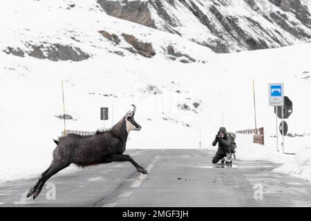 Strada che attraversa le montagne delle Alpi, il camoscio (Rupicapra rupicapra) Foto Stock