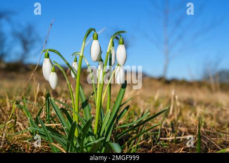 Belle nevicate fioriscono in un giardino all'inizio della primavera Foto Stock