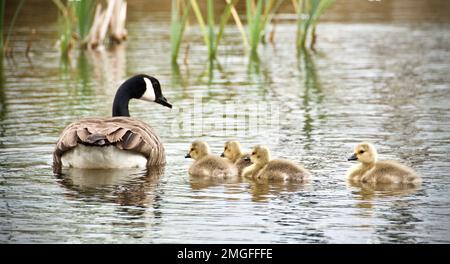 Canada Goose nuoto con Babies Foto Stock