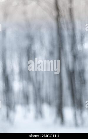 Sfondo astratto con tronchi nella foresta invernale. Foto Stock