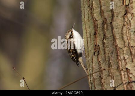 Eurasian rampichino alpestre Foto Stock