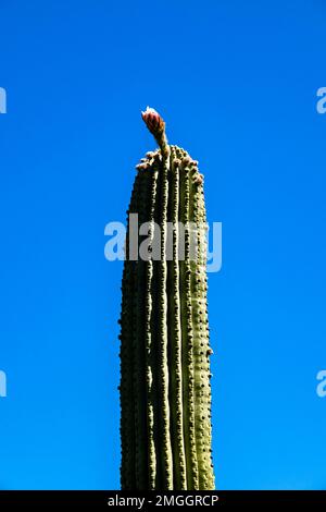 Un grande cardo gigante messicano, cactus elefante, Pachycereus pringlei, che cresce alla punta di Capo Zafferano. Foto Stock