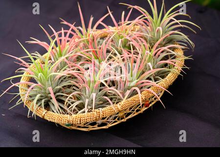 Gruppo di varie cactus e succulente piante in pentole, bella composizione di piante in pentole diverse. Foto Stock