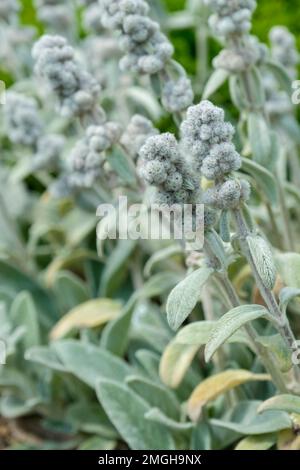 Stachys byzantina bolla di cotone, Bolla di cotone Stachys lanata, Bolla di cotone dell'orecchio dell'agnello, orecchi dell'agnello, perenne sempreverde, fiori assomigliano alle palle di cotone Foto Stock