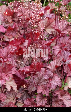 Frullato di bacca di Heuchera, frullato di bacca di radice di allume, perenne, con le foglie arrotondate, lobate, fiori bianchi cremosi, arrossato di rosa pallido Foto Stock