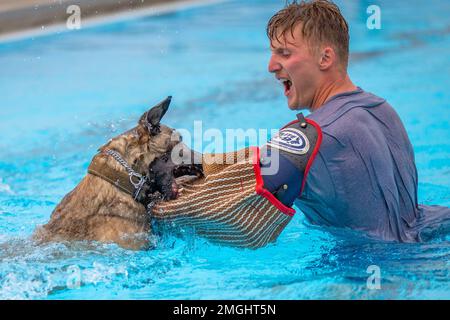 Ffarah, 341st forze di sicurezza Squadron militare cane da lavoro, attacchi Senior Airman Tyler Burk, 341st SFS militare operatore di cane da lavoro, 24 agosto 2022, presso la base dell'aeronautica militare di Malmstrom, Month. I K- 9 hanno la loro formazione annuale sull’acqua l’ultimo giorno in cui la piscina base è piena, perché la formazione sull’acqua è una parte essenziale dell’insegnamento ai MWD su come adattarsi ai nuovi ambienti. Foto Stock