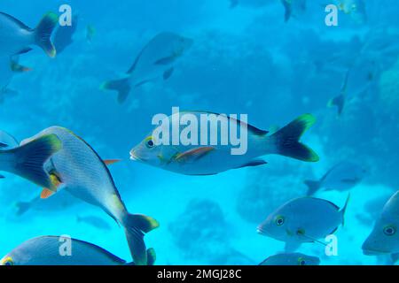 Polinesia Francese, Rangiroa: Scuola di pesce, dentici rossi (Lutjanus gibbus), pesci nell'acqua traslucida della laguna Foto Stock