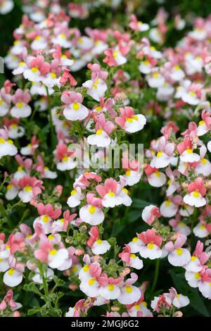 Nemesia Lady Penelope, fiori perenni di breve durata, bicolore, occhio giallo, petali superiori rosa e bianchi inferiori Foto Stock