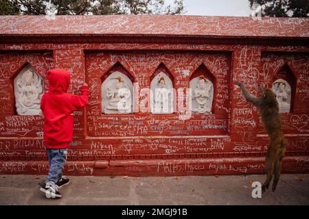 Kathmandu, Nepal. 26th Jan, 2023. Un bambino scrive sulle pareti del tempio di Saraswati durante il Saraswati Puja Festival. Basantapancami, o Saraswati Puja, è una giornata per gli studenti di culto Saraswati, la dea della conoscenza e dell'apprendimento. I bambini piccoli vengono anche dati la loro prima lezione di lettura e scrittura in questo giorno. Credit: SOPA Images Limited/Alamy Live News Foto Stock