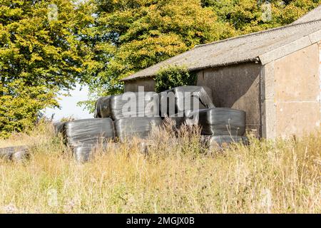 balle di paglia di fieno insilato protetto in plastica protetto in fila di pile per l'alimentazione degli alimenti durante la raccolta Foto Stock