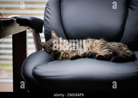 un gatto domestico grigio della tigre si trova disteso su una sedia executive grande in un ufficio Foto Stock