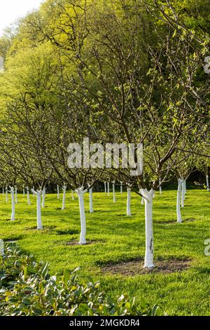 Boschetto con giovani meli con tronchi imbiancati che crescono tra erba verde in alberi da frutto primaverili paesaggistico e orticoltura Foto Stock