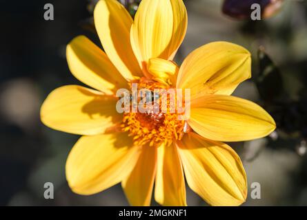 Bee raccoglie nettare su un fiore giallo dahlia. Foto Stock