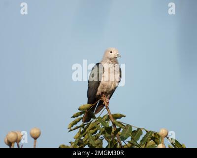 Imperial Green Pigeon Foto Stock