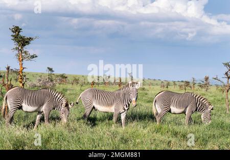 Zebra di Grevy (Equus grevyi), Kenya. La Zebra di Grevy è la più grande attrezzatura selvaggia. E 'strettamente protetto e è elencato come specie in pericolo. Africa,