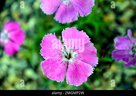 Fiori rosa di Dianthus Alpinus 'Pink alpino' coltivati nella Casa Alpina a RHS Garden Harlow Carr, Harrogate, Yorkshire, Inghilterra, Regno Unito. Foto Stock